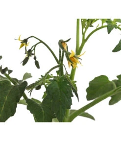 Tomate 'Garance' -Blumen Geschaft 8839169 WE DE 004 FleischtomateGarance
