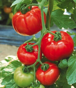 Tomate 'Garance' -Blumen Geschaft 8839169 WE MO 002 FleischtomateGarance