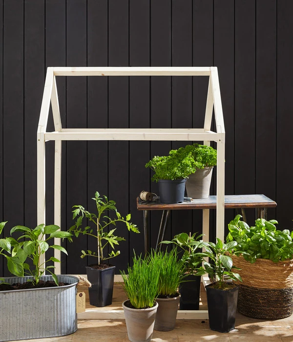 Cherrytomate 'Pepe' – Bild 4