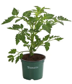 Neue Produkte -Blumen Geschaft 8842619 WE FS 001 TomateRundfruchtigBioLycopersionEsculentumT12