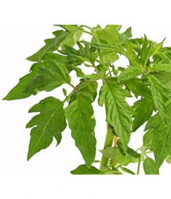 Bioland Fleischtomate -Blumen Geschaft 8842627 WE DE 001 BioFleischtomateT12DehnerExpressHerzig