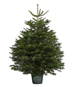 Nordmann-Tanne, Ca. 125-150 Cm, Im Topf Gewachsen