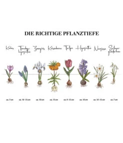 Dehner Blumenzwiebel 5 Monate Blütenpracht, 200 Stk. -Blumen Geschaft Infografik Blumenzwiebel