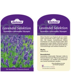 Lavendel 'Olympia' -Blumen Geschaft LavendelOlympia