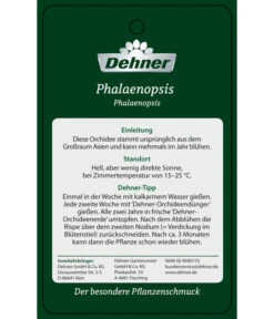 Schmetterlingsorchidee - Phalaenopsis Cultivars 'Big Lip', Kaskade -Blumen Geschaft PremiumPhalaenopsis Phala 04052016 2