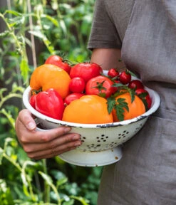 Tomate 'Garance' -Blumen Geschaft WE MO 001 Ernte Tomate 05