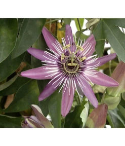 Passionsblume, Sonderfarben -Blumen Geschaft X008251886 BildFS 001 BlauePassionsblumePassifloraCaerulea