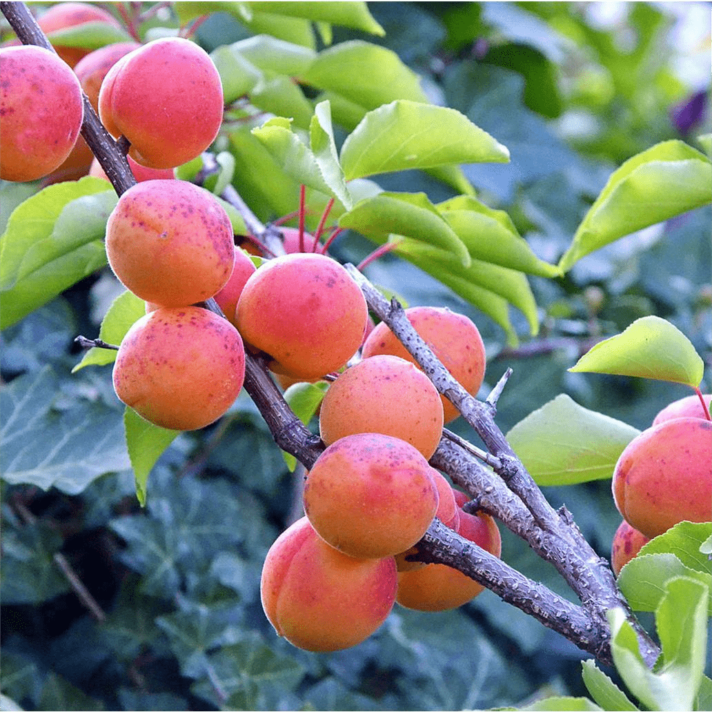 Blumen Geschaft -Blumen Geschaft 7704158 PR DE 001 PrunusAprikoseKuresiaPixabay11 min