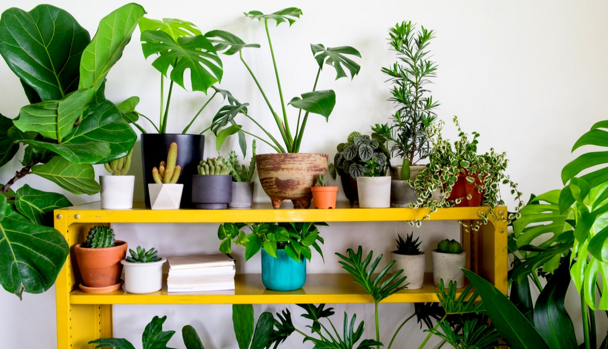 Blumen Geschaft -Blumen Geschaft The Secret Formula for Grouping Plants in a Pot min